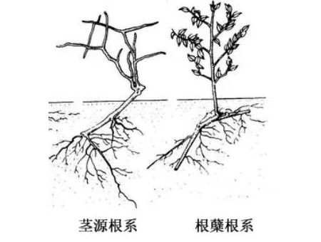 樹木出現(xiàn)問題,為什么資深園林植保人總是先從根系說起?